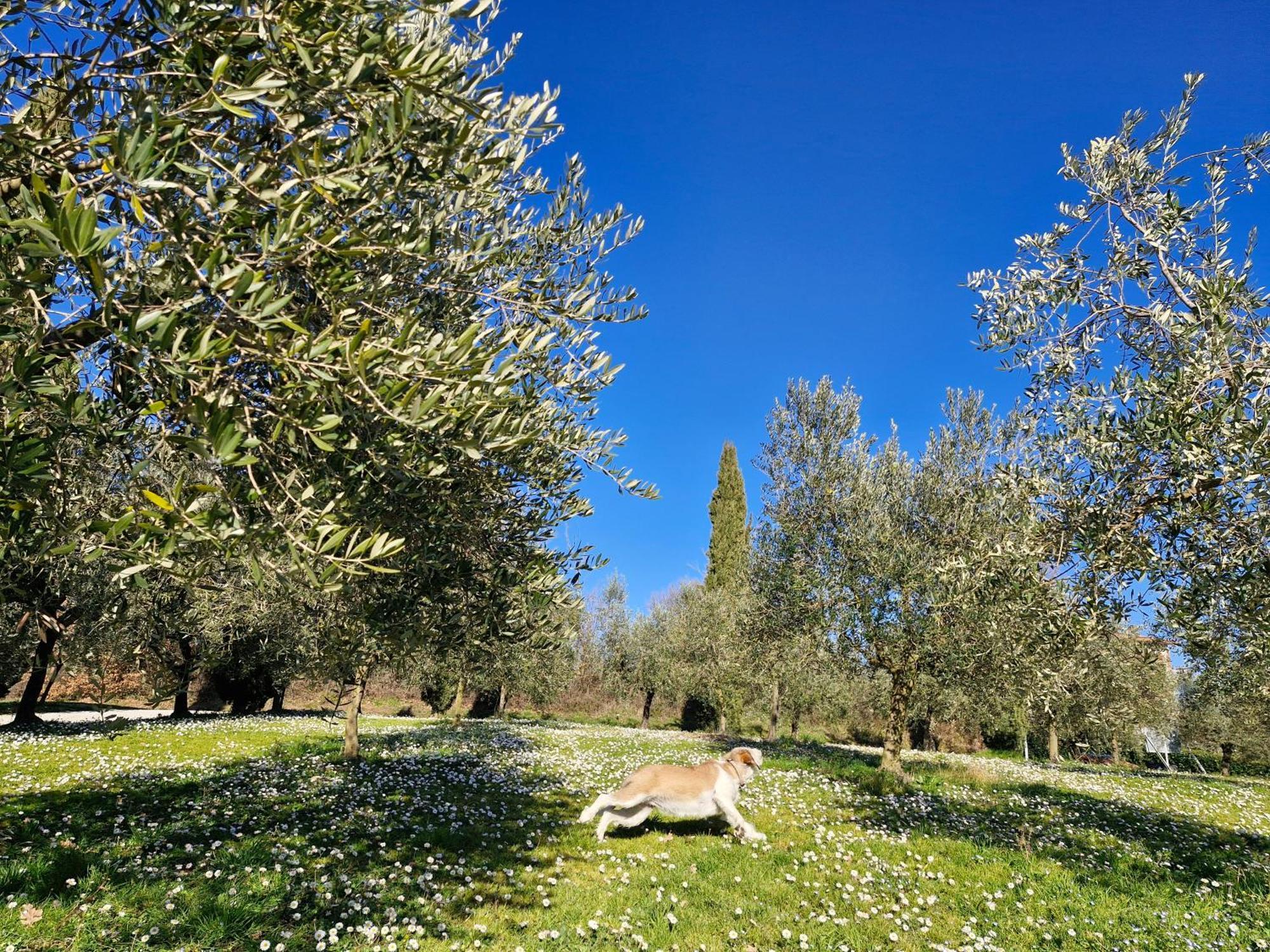 Agriturismo Val Della Pieve อันกิอารี ภายนอก รูปภาพ