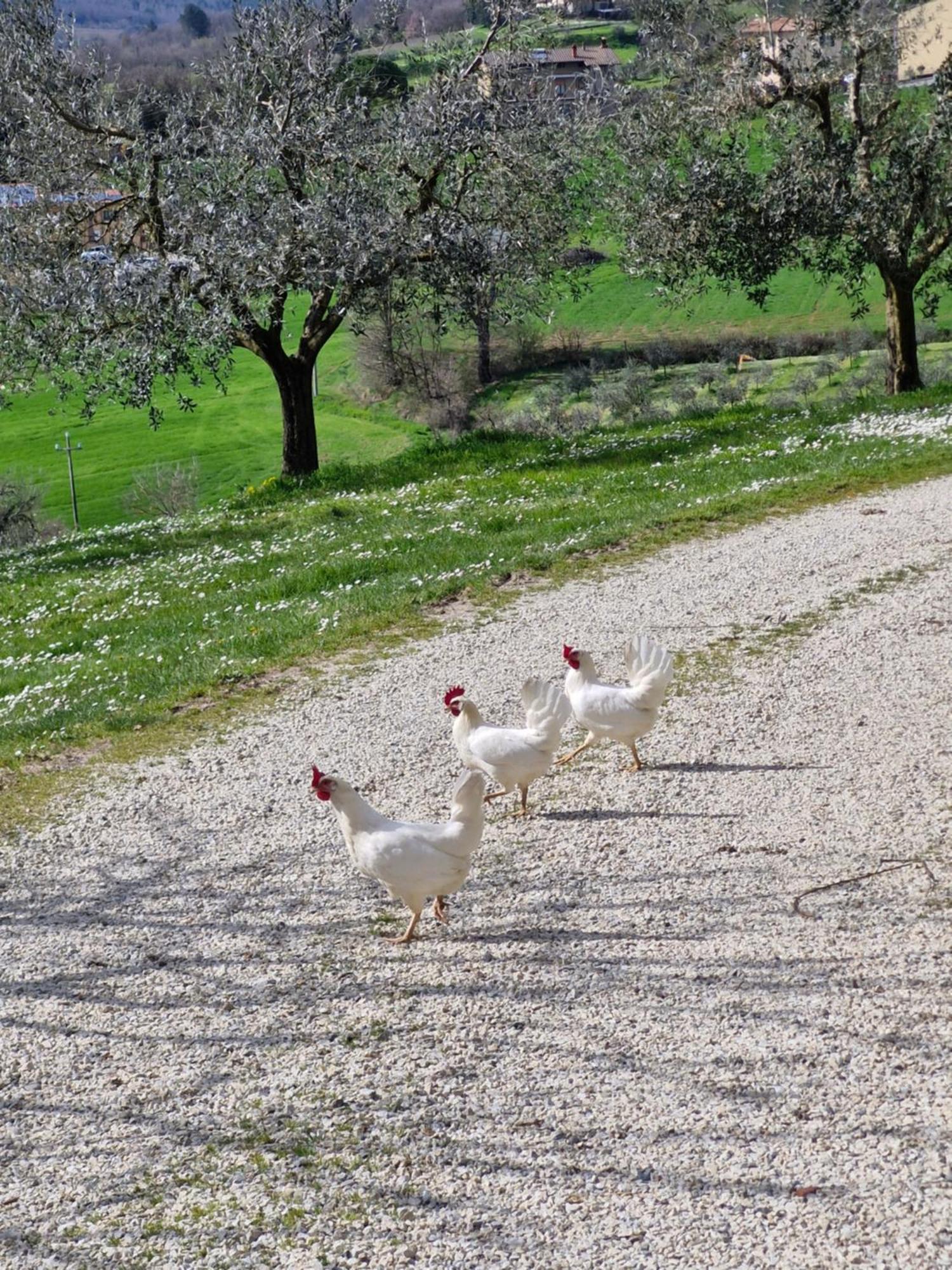 Agriturismo Val Della Pieve อันกิอารี ภายนอก รูปภาพ