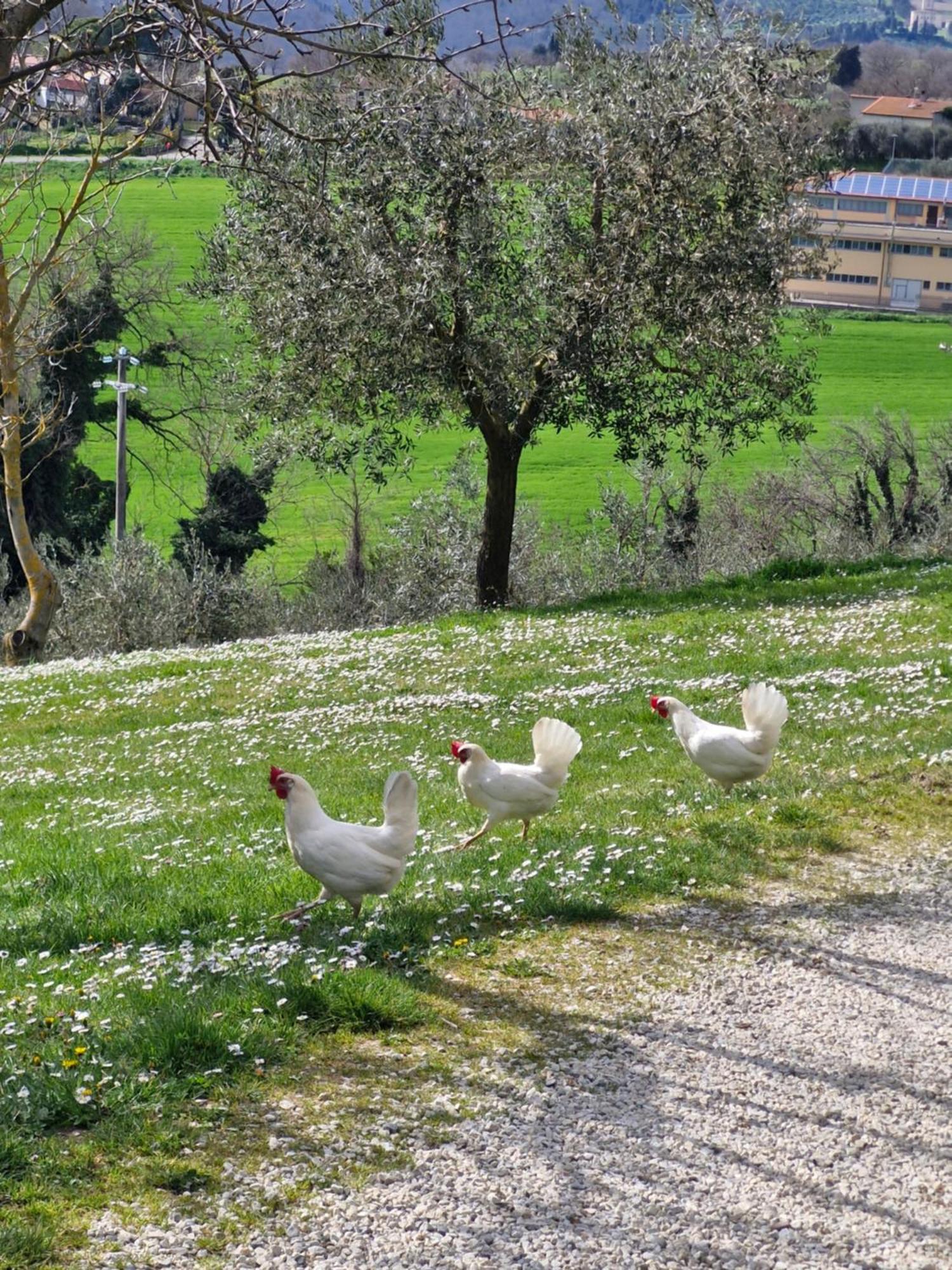 Agriturismo Val Della Pieve อันกิอารี ภายนอก รูปภาพ